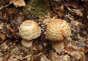 Muchomůrka růžovka - Amanita rubescens Pers. 1797