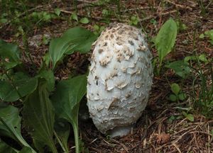 Hnojník obecný - Coprinus comatus (O.F. Müll.) Pers. 1797