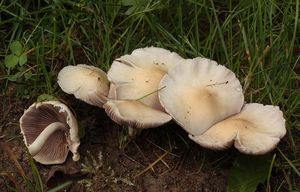 Křehutka Candolleova - Psathyrella candolleana