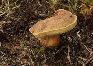 Klikni pro velký obrázek