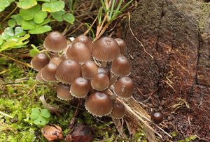 Helmovka leponohá - Mycena inclinata (Fr.) Quél. 1872