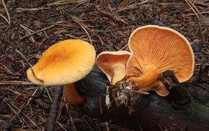 Lištička pomerančová - Hygrophoropsis aurantiaca (Wulfen) Maire 1921