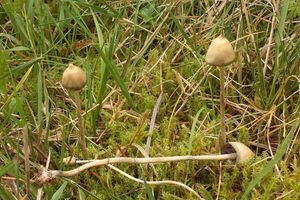 Lysohlávka kopinatá - Psilocybe semilanceata (Fr.) P. Kumm. 1871