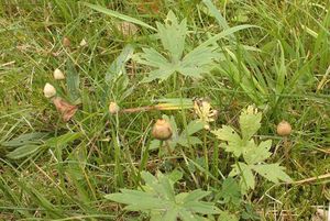 Lysohlávka kopinatá - Psilocybe semilanceata (Fr.) P. Kumm. 1871