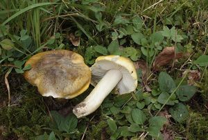 Čirůvka odlišná - Tricholoma sejunctum (Sowerby) Quél.