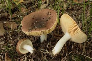 Holubinka habrová - Russula carpini R. Girard & Heinem. (1956)