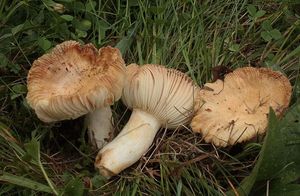 Holubinka pružná - Russula farinipes Romell (1893)