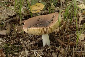 Holubinka habrová - Russula carpini R. Girard & Heinem. (1956)