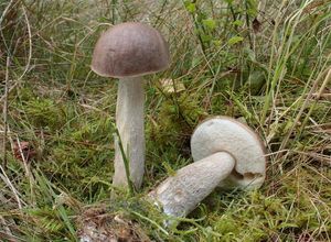 Kozák šedohnědý - Leccinum cyaneobasileucum Lannoy & Estadès 1991