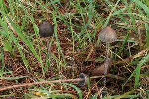 Kropenatec zahrocený - Panaeolus acuminatus (Schaeff.) Gillet