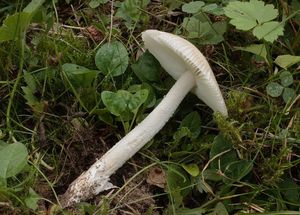 Muchomůrka pošvatá bílá - Amanita vaginata var. alba Gillet