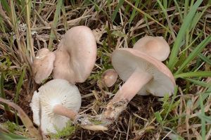 Čirůvka masová - Calocybe carnea (Bull.) Donk