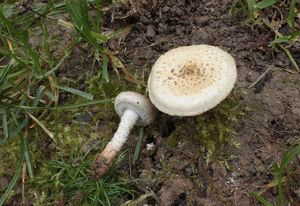 Šupinovka gumovitá - Pholiota gummosa (Lasch) Singer 1951