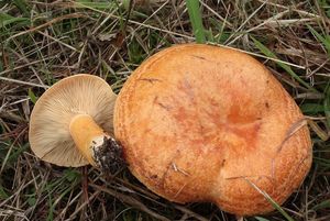 Ryzec modřínový - Lactarius porninsis