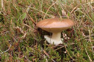 Klouzek obecný - Suillus luteus (L.) Roussel 1796