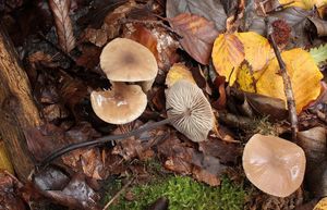 Špička cibulová - Marasmius alliaceus ( Jacq. ) Fr.