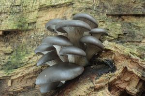 Hlíva ústřičná - Pleurotus ostreatus (Jacq.) P. Kumm. 1871