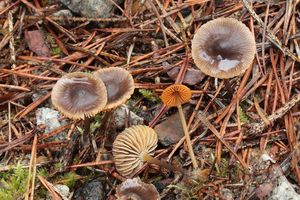 Helmovka zlatobřitá - Mycena aurantiomarginata (Fr.) Quél. 1872