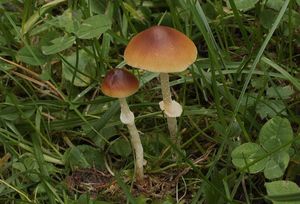 Sametovka Arrheniova - Pholiotina arrhenii (Fr.) Singer 1973