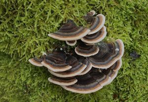 Outkovka pestrá - Trametes versicolor (L.) Lloyd 1921