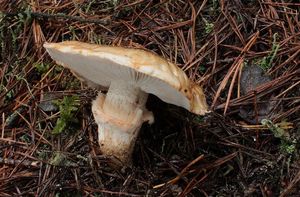 Čirůvka límcovitá - Tricholoma focale