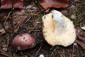 Holubinka ametystová - Russula amethystina Quél.