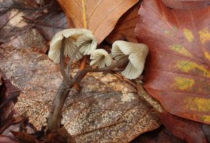 Helmovka nažloutlá - Mycena flavescens Velen.