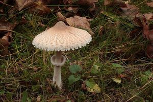 Bedla útlá - Macrolepiota mastoidea (Fr.) Singer 1951