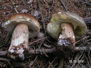 Klikni pro velký obrázek