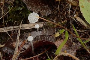 Špička listová - Marasmius epiphyllus (Pers.) Fr.