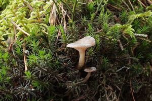 Strmělka ojíněná - Rhizocybe pruinosa (P. Kumm.) Vizzini, G. Moreno, P. Alvarado & Consiglio