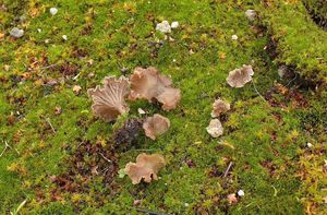 Mecháček lopatkovitý - Arrhenia spathulata  (Fr.) Redhead 1984