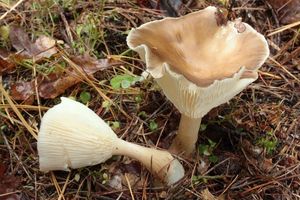 Strmělka kyjonohá - Clitocybe clavipes (Pers.) P.Kumm.