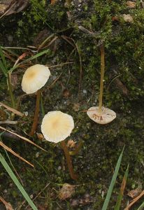 Třepenitka prodloužená - Hypholoma elongatum (Pers.) Ricken