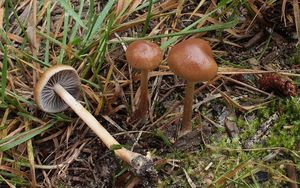 Třepenitka vřesová - Hypholoma ericaeum (Pers.) Kuhner