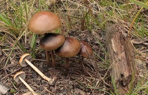 Třepenitka vřesová - Hypholoma ericaeum (Pers.) Kuhner