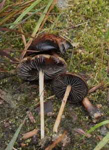 Třepenitka vřesová - Hypholoma ericaeum (Pers.) Kuhner