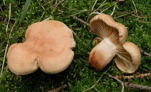 Čirůvka modřínová - Tricholoma psammopus (Kalchbr.) Quél.