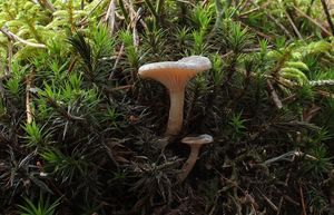Strmělka ojíněná - Rhizocybe pruinosa (P. Kumm.) Vizzini, G. Moreno, P. Alvarado & Consiglio