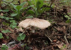 Bedla Badhamova - Leucoagaricus badhamii (Berk ,Broom) Singer