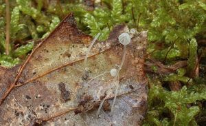 Helmovka vlasová - Mycena capillaris (Schumach.) P. Kumm