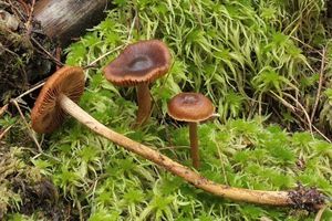 Pavučinec rašelinný - Cortinarius tubarius Ammirati &  A.H.Sm.