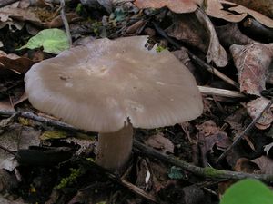 Závojenka Saundersova - Entoloma saundersii (Fr.) Sacc. 1887