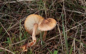 Bedla kaštanová - Lepiota castanea Quél.