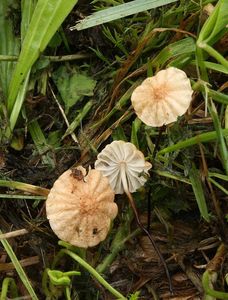 Špička odlišná - Marasmius epodius Bres.