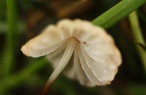 Špička odlišná - Marasmius epodius Bres.