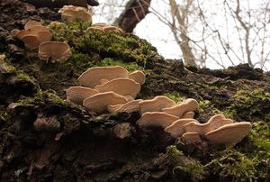 Outkovka pásovaná - Trametes ochracea (Wulfen) Pilát