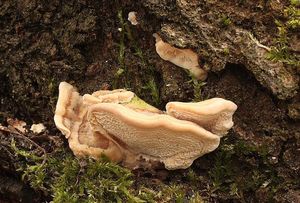 Outkovka pásovaná - Trametes ochracea (Wulfen) Pilát