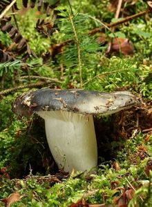 Klikni pro velký obrázek