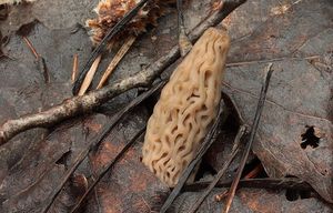 Klikni pro velký obrázek